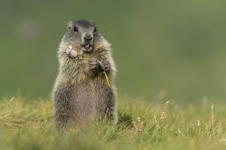 Alpine Marmot (Marmota marmota) juvenile foraging, High Tauern National Park, Carinthia, Austria