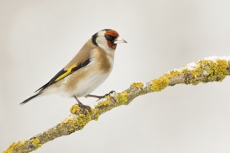 European Goldfinch (Carduelis carduelis) perched on a lichen branch, Poland