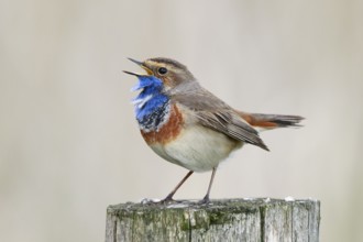 Bluethroat (Luscinia svecica cyanecula) male singing from pale, Netherlands