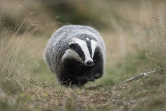 European badger (Meles meles) adult running on trail, North Rhine-Westphalia, Germany