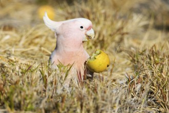 Major Mitchell's Cockatoo (Lophochroa leadbeateri) feeding on a Paddy melon (Cucumis myriocarpus),