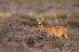 Western Roe Deer (Capreolus capreolus) in flowering heather, North Rhine-Westphalia, Germany