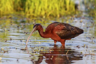 Glossy Ibis (Plegadis falcinellus) foraging, Lesvos, Greece