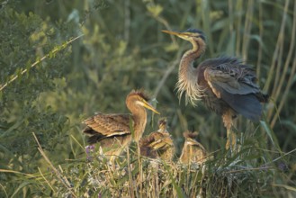 Purple Heron (Ardea purpurea) with juveniles in nest, Baden-Wuerttemberg, Germany