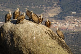 Griffon Vulture (Gyps fulvus) on rocks, Castile and Leon, Spain