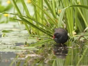 Common Moorhen (Gallinula chloropus) foraging, Hamburg, Germany