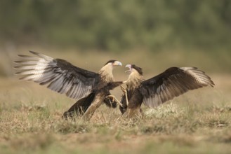 Northern Crested Caracara (Caracara cheriway) juveniles quarreling, Texas, USA
