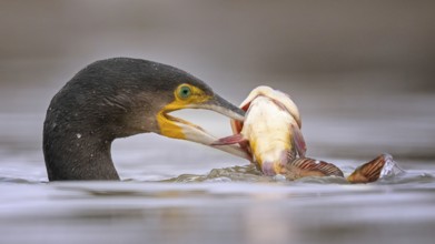 Great Cormorant (Phalacrocorax carbo) with captured Black bullhead (Ameiurus melas) prey in its