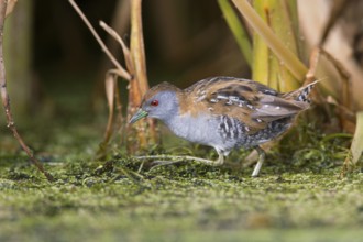 Baillon's Crake (Porzana pusilla palustris) foraging, Victoria, Australia