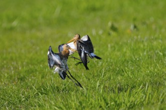 Uferschnepfe (Limosa limosa), Black-tailed Godwit, kaempfende Altvoegel, Mai, Nijkerk, Gelderland,