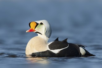 King Eider (Somateria spectabilis) male, Alaska, USA