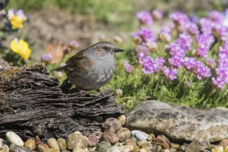 Dunnock (Prunella modularis), Mecklenburg-Western Pomerania, Germany