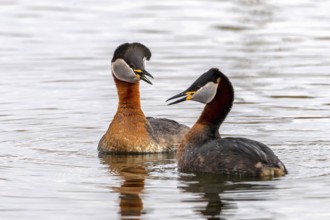 Red-necked Grebe (Podiceps grisegena) pair displaying, Mecklenburg-Western Pomerania, Germany