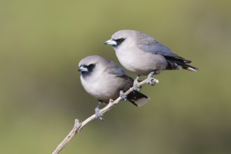 Black-faced Woodswallow (Artamus cinereus) pair perched on a branch, Queensland, Australia