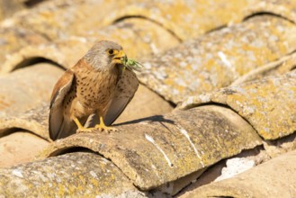 Lesser Kestrel (Falco naumanni) male on a roof, Castile-La Mancha, Spain