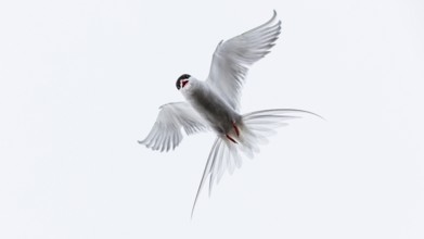 Arctic Tern (Sterna paradisaea) flying, Schleswig-Holstein, Germany