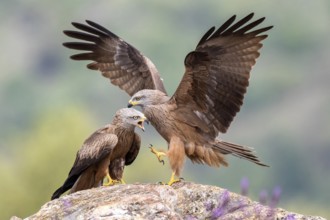 Black Kite (Milvus migrans), Madrid, Spain