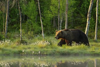 Morning light with big brown bear walking around lake in the morning light. Dangerous animal in
