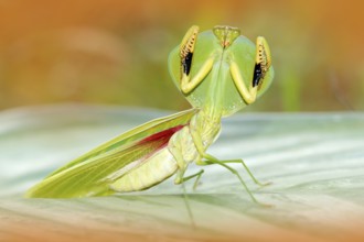 Leaf Mantid, Choeradodis rhombicollis, insect from Ecuador. Beautiful evening back light with wild