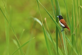 Tricoloured munia, Lonchura malacca, estrildid finch, native to India and Sri Lanka. Bird in the