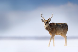 Hokkaido sika deer, Cervus nippon yesoensis, in the snow meadow, winter mountains and forest in the