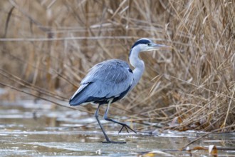 Grey heron (Ardea cinerea) Germany