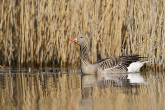 Greylag goose (Anser anser) swimming, North Rhine-Westphalia, Germany