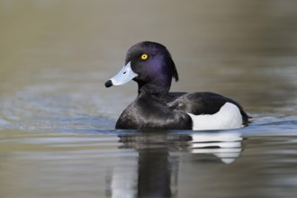Tufted Duck (Aythya fuligula), drake, swimming, North Rhine-Westphalia, Germany