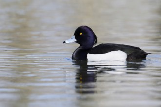 Tufted Duck (Aythya fuligula), drake, swimming, North Rhine-Westphalia, Germany