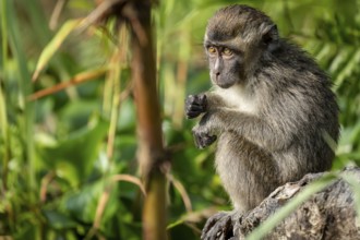 Javanese monkey (Macaca fascicularis), Kota Kinabatangan, Sabah, Malaysia