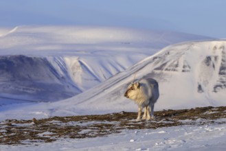 Svalbard reindeer (Rangifer tarandus platyrhynchus) adult in winter coat casting antlers on snow
