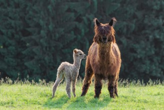 A newly born white alpaca (Vicugna pacos) stands next to its brown mother on a green meadow in