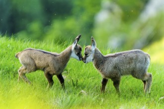 Two young chamois playfully meeting on a green meadow in a natural atmosphere, chamois, chamois,