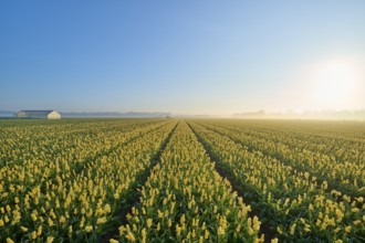 Long tulip field in rows, with yellow flowers and blue sky at sunrise, Sassenheim, province of