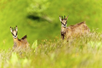Chamois posing on a green meadow flooded with sunlight, chamois, chamois, (Rupicapra rupicaprae),