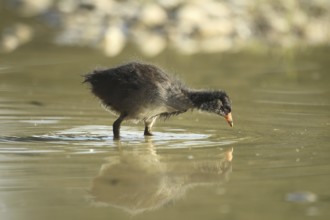 Green-footed moorhen (Gallinula chloropus) young bird foraging in the water in a gravel pit,