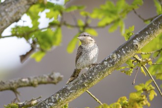 Eurasian wryneck (Jynx torquilla) Germany