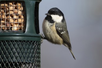 Coal tit (Periparus ater) adult bird on a garden bird feeder, England, United Kingdom