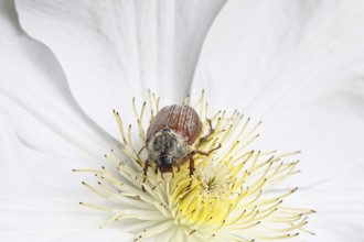 Cockchafer, field cockchafer (Melolontha melolontha), female on a clematis flower, Wilnsdorf, North
