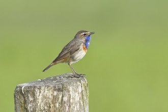 Bluethroat (Luscinia svecica cyanecula), male, on a pasture fence post, wildlife, Lembruch, Ochsen