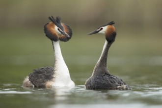 Great Crested Grebe (Podiceps Scalloped ribbonfish), couple in courtship, courting couple, two