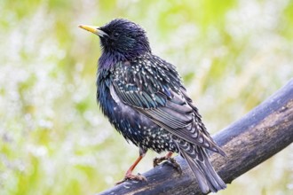 Starling (Sturnus vulgaris) Germany