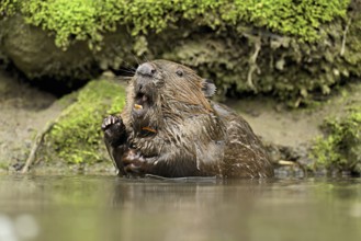 Eurasian beaver, European beaver (Castor fibre), sitting in the water, Switzerland