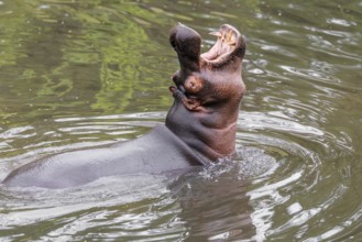 An adult male hippopotamus (Hippopotamus amphibius) shows aggression and defends its territory