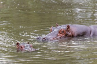 A baby hippopotamus (Hippopotamus amphibius) and its mother swimming in a river