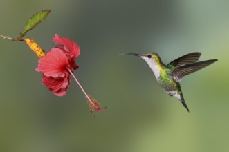 Purple-crowned Woodnymph (Thalurania colombica) at Laguna Lagarto Lodge near Boca Tapada, Costa