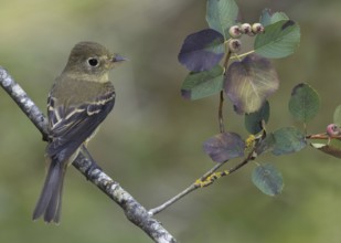 Pacific-slope Flycatcher (Empidonax difficilis), British Columbia, Canada