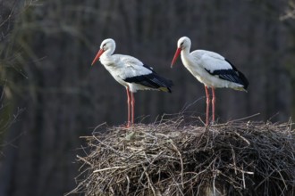 White Stork (Ciconia ciconia) pair on nest, North Rhine-Westphalia, Germany