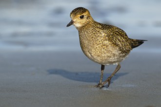 Goldregenpfeifer; lat. Pluvialis apricaria; am Spüsaum der Düne von Helgoland bei der