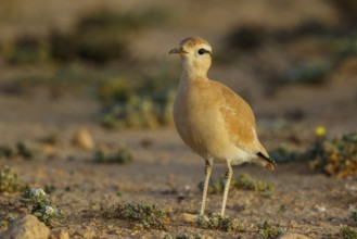Cream-colored Courser (Cursorius cursor), Fuerteventura, Spain